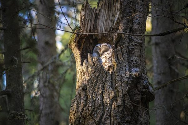 A fakivágások az állatvédelmi és az erdőtörvényt is sértik